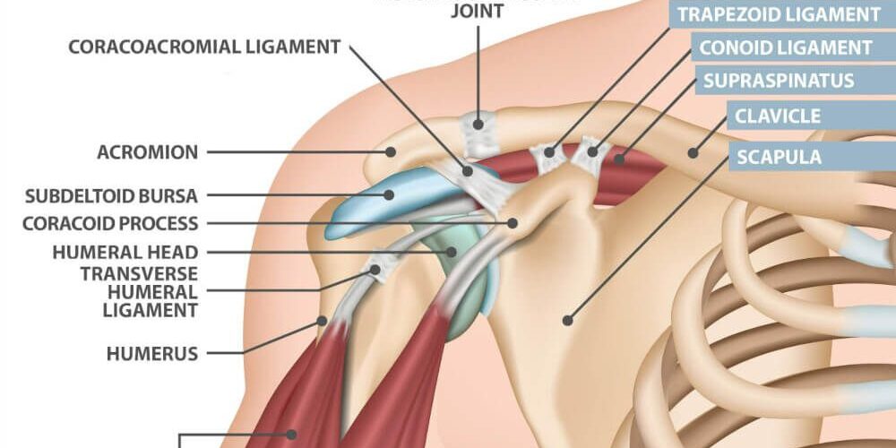 Shoulder Separation Shoulder Separation