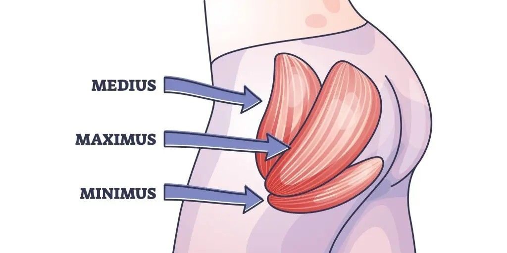 What Are Glutes? A Clear Guide to Your Gluteal Muscles