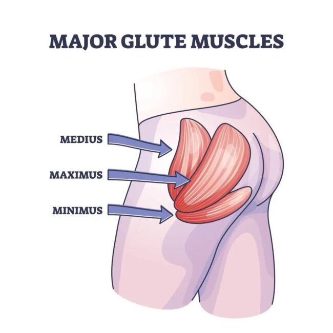 What Are Glutes? A Clear Guide to Your Gluteal Muscles