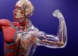 What Is the Largest Muscle in a Human Body?