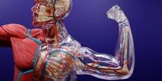 What Is the Largest Muscle in a Human Body?