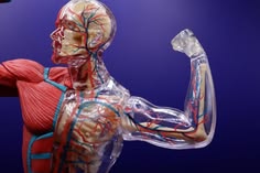 What Is the Largest Muscle in a Human Body?